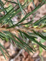 Pinus rigida