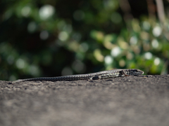 Podarcis muralis