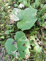 Acidia cognata