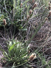 Plantago lanceolata