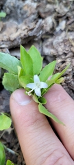 Campanula scouleri