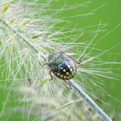 Nezara viridula