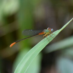 Ceriagrion cerinorubellum