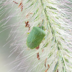 Nezara viridula