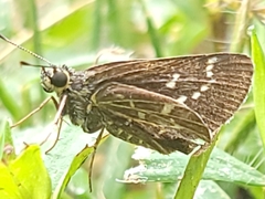 Amblyscirtes aesculapius
