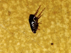 Ctenocephalides canis