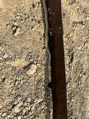 Pituophis catenifer catenifer