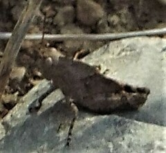 Dissosteira carolina