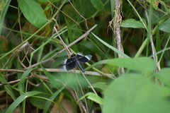 Neurothemis tullia