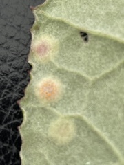 Puccinia