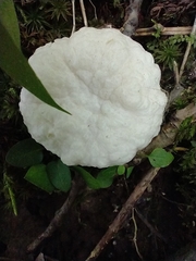 Entoloma abortivum
