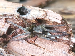 Tigrosa georgicola