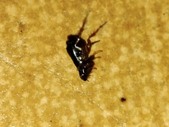 Ctenocephalides canis