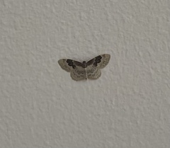 Idaea rusticata