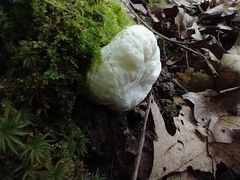 Entoloma abortivum