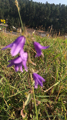 Campanula rapunculoides