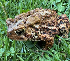 Anaxyrus americanus
