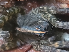 Tigrosa georgicola