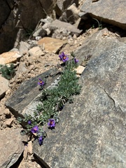 Linaria alpina