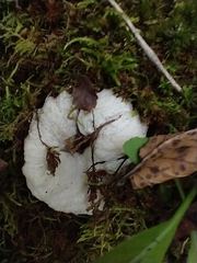 Entoloma abortivum