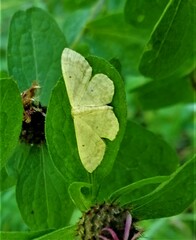 Idaea biselata