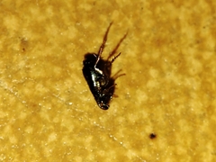 Ctenocephalides canis