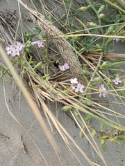 Cakile maritima