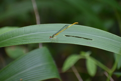 Ceriagrion coromandelianum