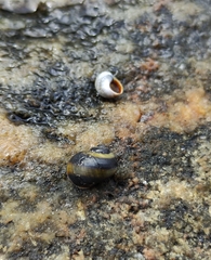 Littorina