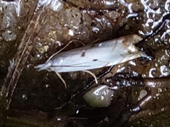 Microcrambus biguttellus