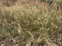 Bouteloua aristidoides