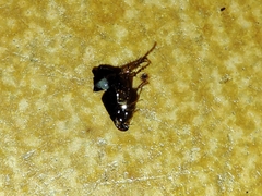 Ctenocephalides canis