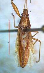 Lygaeoidea