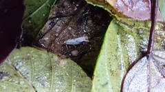 Microcrambus biguttellus