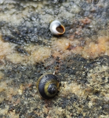 Littorina