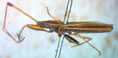 Lygaeoidea