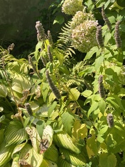 Agastache foeniculum
