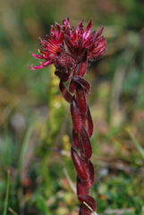 Sempervivum dolomiticum