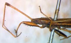 Lygaeoidea
