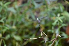 Brachydiplax chalybea