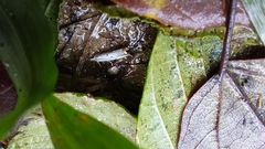 Microcrambus biguttellus