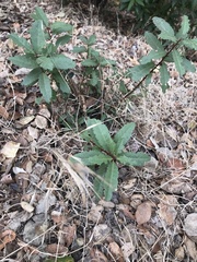 Photinia serratifolia
