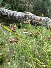 Scirpus