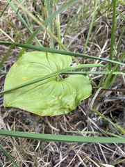 Maianthemum dilatatum