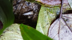 Microcrambus biguttellus