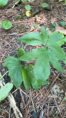 Nabalus trifoliolatus