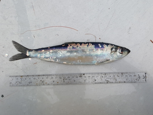 Atlantic Herring