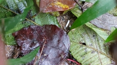 Microcrambus biguttellus