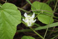 Passiflora foetida