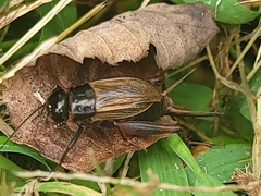 Gryllus veletis